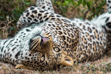 A playful leopard in the Maasai Mara