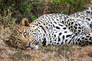 Close up of a leopard in the Maasai Mara