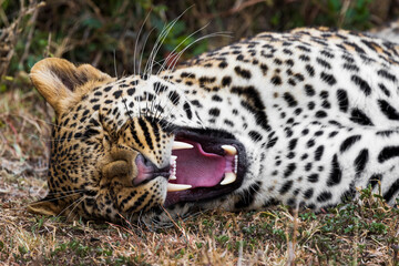 A big yawn for a leopard in the Maasai Mara