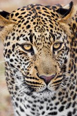 Portrait of a leopard in the Maasai Mara