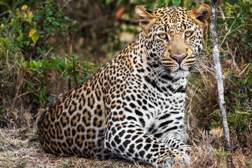 Obraz na płótnie Canvas A leopard wakes from a nap in the Maasai Mara