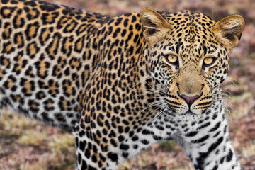 Naklejka na ściany i meble Eye contact with a leopard in the Maasai Mara