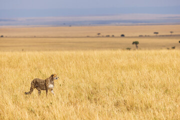A cheetah looks out over the Maasai Mara - obrazy, fototapety, plakaty