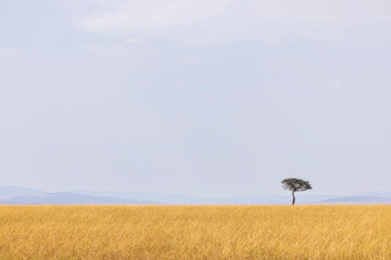 A lonely tree in the Maasai Mara