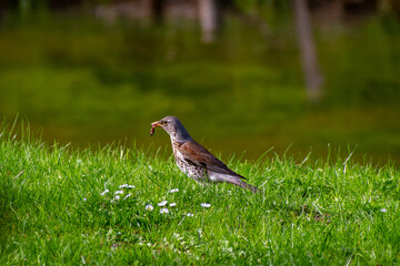 spring season in sirud birds