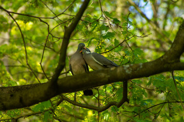 spring season in sirud birds