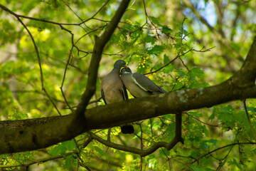 spring season in sirud birds