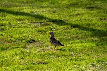 spring season in sirud birds