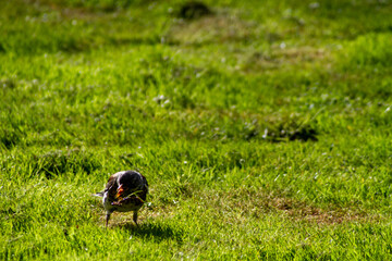 spring season in sirud birds