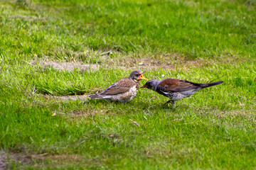 spring season in sirud birds