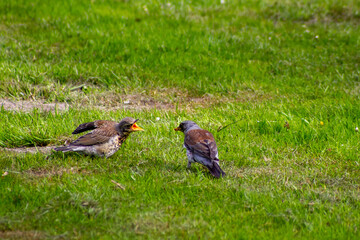 spring season in sirud birds