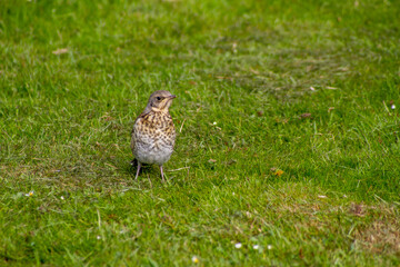 spring season in sirud birds