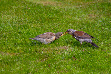 spring season in sirud birds