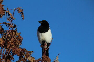 Magpie