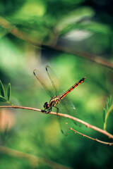 Dragonfly on a branch. Dragonflies or sibar-sibar are a group of insects that belong to the Odonata nation.