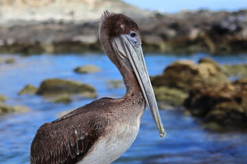Portrait of a pelican with the pacific ocean in the background