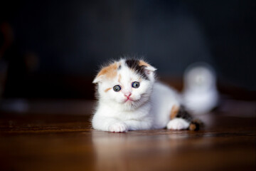 White calico tricolor cat on wooden floor. Scottish fold kitten licking feeton with blurred...