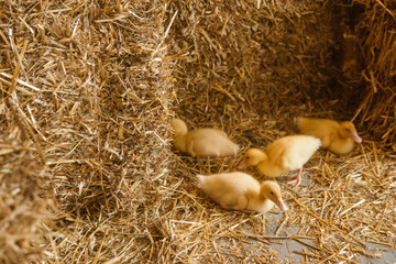 Live yellow ducks next to fresh hay close-up. the concept of raising animals on a farm.