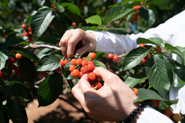 Red cherry picking in the orchard