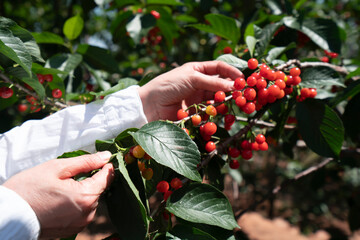 Red cherry picking in the orchard