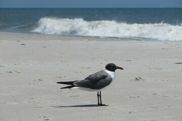Seagull on the beach in Atlantic coast of North Florida