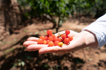 Red cherry picking in the orchard