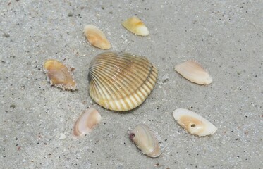Fototapeta na wymiar Seashells on sand background in Atlantic coast of North Florida