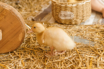 Live yellow ducks next to fresh hay close-up. the concept of raising animals on a farm.
