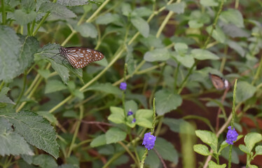 A selective focus Picture of Blue Tiger Butterfly in the garden