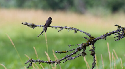 Bird perched on a branch