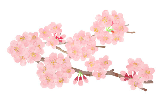 水彩タッチの枝付きの桜のイラスト素材