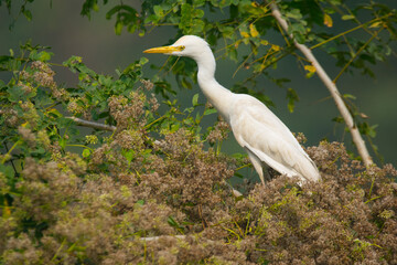 The great egret (Ardea alba), aka the common egret, generally found in wetlands of Asia