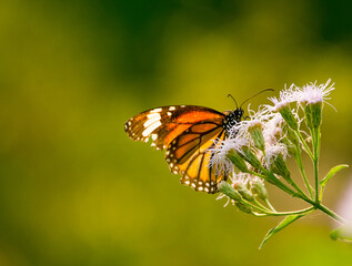 The common tiger (Danaus genutia), belongs to the 