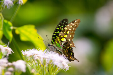 The tailed Jay (Graphium agamemnon), a predominantly green and black tropical butterfly that belongs to the swallowtail family