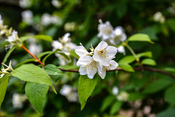 Flowering European pipe shrub, Philadelphus coronarius .