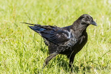 Little Raven in Victoria, Australia