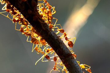 Obraz premium close-up red ant on leaves and dew