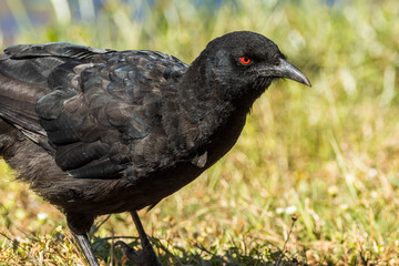Obraz premium White-winged Chough in Victoria, Australia