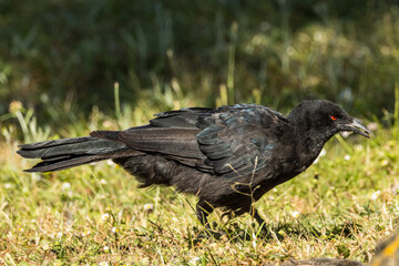 White-winged Chough in Victoria, Australia