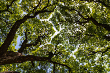 Looking up into the urban tree canopy in Buenos Aires Argentina - obrazy, fototapety, plakaty