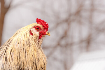 Regal rooster keeping a watchful eye on the situation.