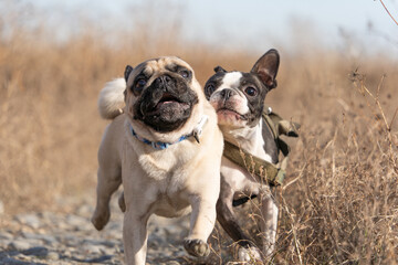 Fototapeta premium Bostonterrier & pug