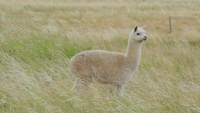 Fluffy alpaca standing on a natural pasture, looking into the distance, turning around