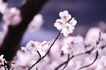 満開の美しい桜の花