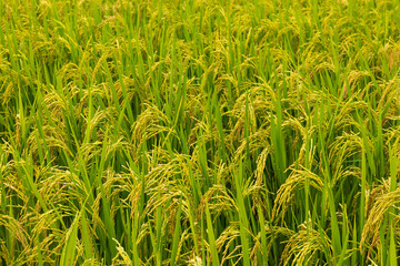 Close up of yellow green rice field rainy season in Thailand.
