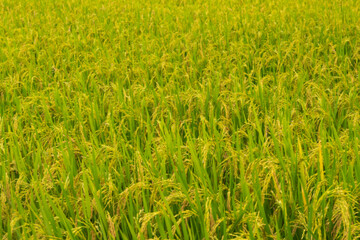 Close up of yellow green rice field rainy season in Thailand.