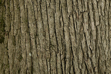  Tree body in Belgrad forests at Istanbul Turkey.