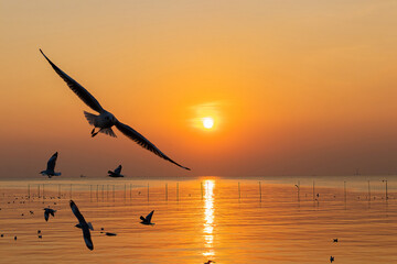 Seagulls in flight over sea at sunset at Bangpu Thailand.