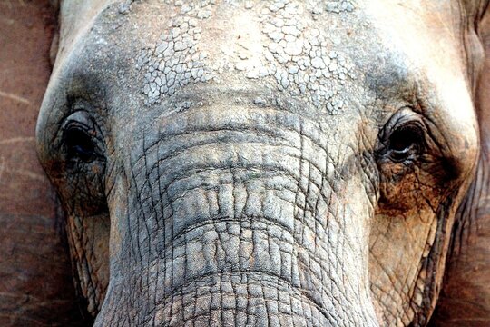 close up of an elephant