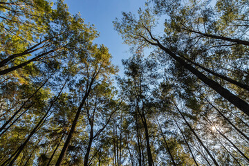 Pine forest nature background blue sky in mountain hill.
